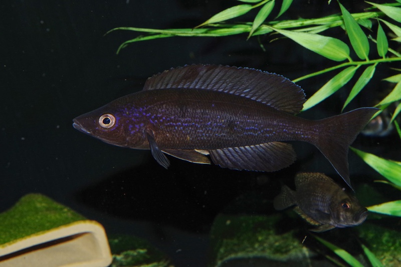 Cyprichromis microlepidotus 'Kiriza'